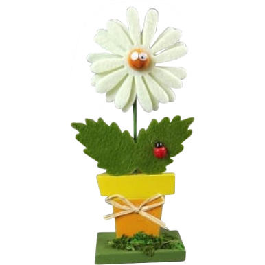 Margaretka w doniczce