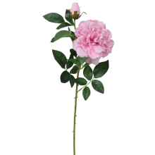 Żywopodobna Róża z Pąkiem w Kolorze Jasno Różowym DYJM-004