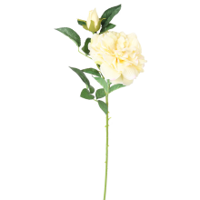 Róża Dekoracyjna Żółta z Młodym Pąkiem DYJM-004