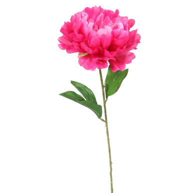 Piwonia pojedynka w kolorze różowym z żółtym środkiem