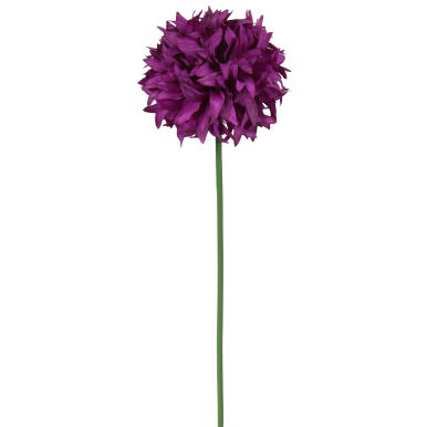 Czosnek pojedynka w kolorze fioletowym