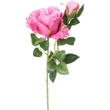 Gałązka róży z kolcami i pąkiem w kolorze różowym