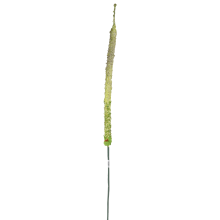 Długa gałązka ozdobnego czosnku w kolorze zielonym