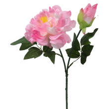 Gałązka rozwiniętej piwonii z pąkiem w kolorze różowym
