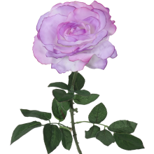 Fioletowa sztuczna róża 68 cm