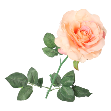 Róża pojedyncza, rozwinięta w kolorze łososiowym 68 cm