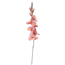 Gladiola, jasno-różowa, M-70