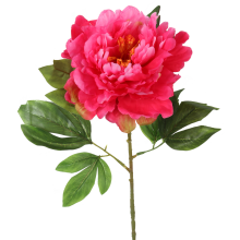 Piwonia kwiat pojedynczy w kolorze różowym