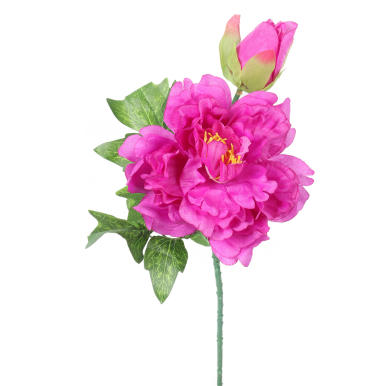 Gałązka rozwiniętej piwonii z pąkiem w kolorze ciemno-różowym