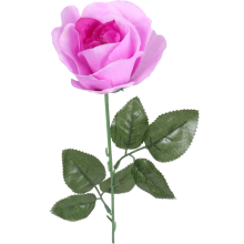 Róża pojedynka w kolorze wrzosowym 68 cm