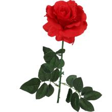 Róża pojedyncza rozwinięta w kolorze czerwonym 68 cm