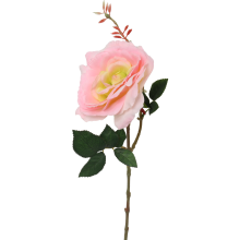 Gałązka róży z pąkiem w kolorze różowym