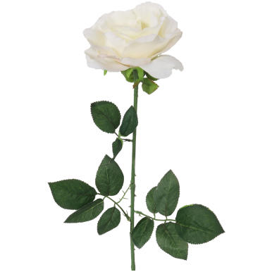 R&oacute;ża biała, ROS-864-1B