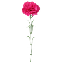 Goździk pojedynczy kwiat w kolorze ciemnego różu