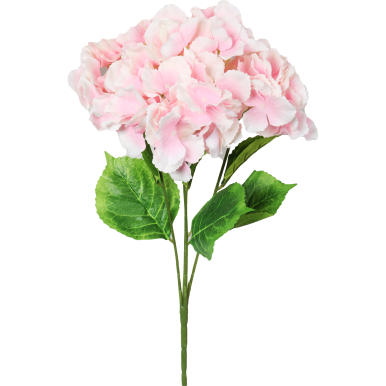 Bukiet 5 hortensji w kolorze różowym