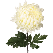 Chryzantema pojedynczy kwiat duża, ekskluzywna w kolorze białym 80 cm