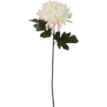 Chryzantema pojedyncza, strzępiasta w kolorze białym 65 cm