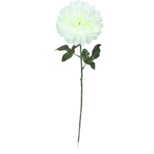 Chryzantema pojedynczy kwiat w kolorze białym 70 cm