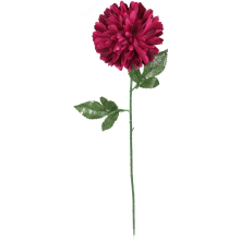 Chryzantema pojedynczy kwiat w kolorze bordowym 70 cm