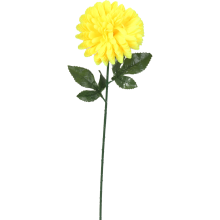 Chryzantema pojedynczy kwiat w kolorze żółtym 70 cm