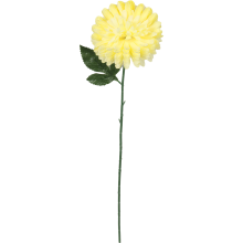 Chryzantema pojedynczy kwiat w kolorze jasnożółtym 78 cm