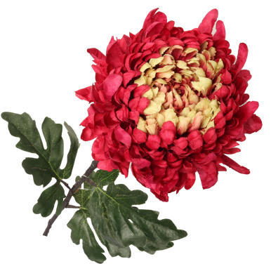 Chryzantema duża pojedyncza w kolorze bordowym 86 cm