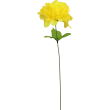 Chryzantema pojedynczy kwiat z listkiem w kolorze żółtym