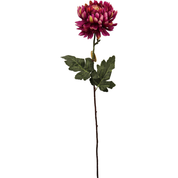 Chryzantema pojedynka fioletowa 80 cm