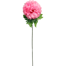 Chryzantema pojedynczy kwiat w kształcie kuli w kolorze różowym