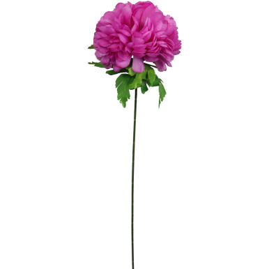 Chryzantema pojedynczy kwiat w kształcie kuli w kolorze fioletowym