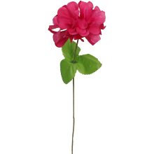Chryzantema pojedynczy kwiat z listkiem w kolorze różowym