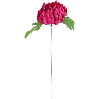 Chryzantema kwiat pojedynczy w kolorze bordowym z trawką