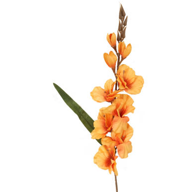 GLADIOLA POMARAŃCZOWA