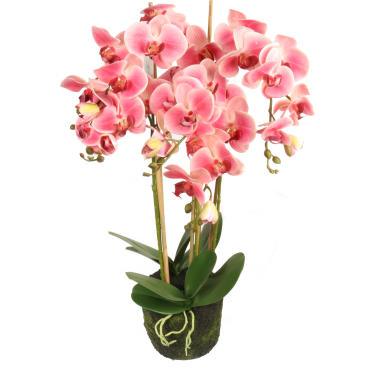 Storczyk gumowany w kolorze różowym z liśćmi 5 gałązek