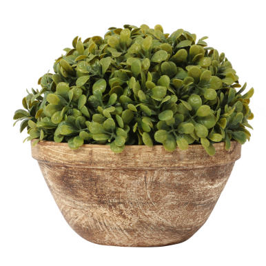 Bukszpanowa kula III w donicy 20 cm