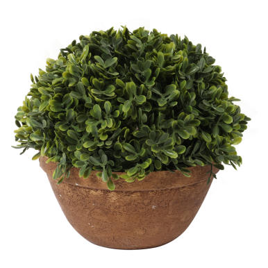 Bukszpanowa kula w donicy 20 cm