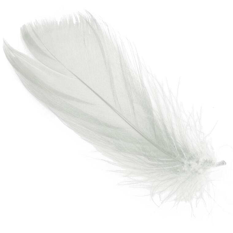 Piórka białe w boksie PVC