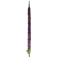 Długa gałązka ozdobnego czosnku w kolorze fioletowym