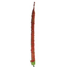 Długa gałązka ozdobnego czosnku w kolorze czerwonym