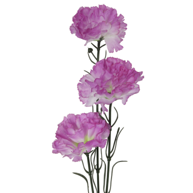 Gałązka trzech goździków fioletowo białych