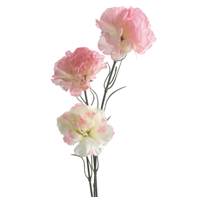 Gałązka trzech goździk&oacute;w r&oacute;żowo białych