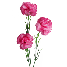 Sztuczny Goździk Różowy 65cm - Galązka z Trzema Kwiatami