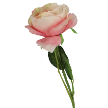 Róża pojedynczy kwiat w kolorze jasno różowym