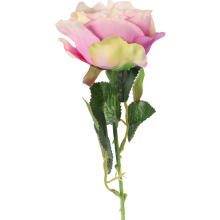 Róża pojedynczy kwiat w kolorze jasno fioletowym
