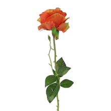 Róża pojedynczy kwiat w kolorze pomarańczowym