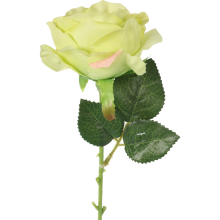 Róża pojedynczy kwiat w kolorze zielonym