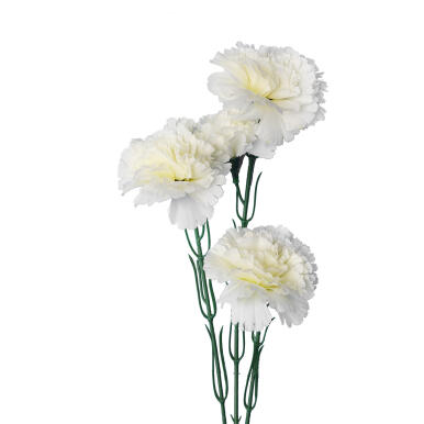 Gałązka pięciu goździk&oacute;w białych