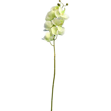 Gałązka storczyka kolor zielony