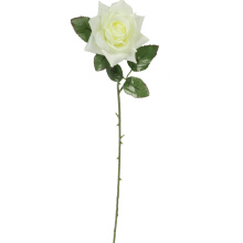 Róża rozwinięta w kolorze białym 