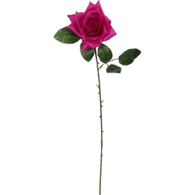 Róża rozwinięta w kolorze ciemno różowym